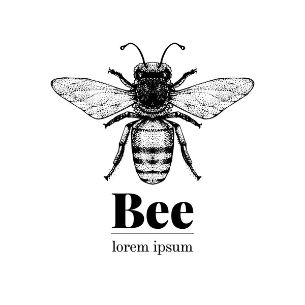 Arı illüstrasyon vektör el çekilmiş. Vintage tarzı logo şablonu. InTeLiGenT böcek illüstrasyon.