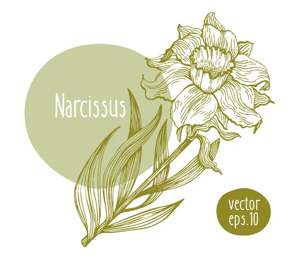 マンゴー ツリーのレトロなイラスト 植物のマンゴー フルーツのイラストです 葉 ベクトル図 ストックベクター C Chipurkolubov Rambler Ru