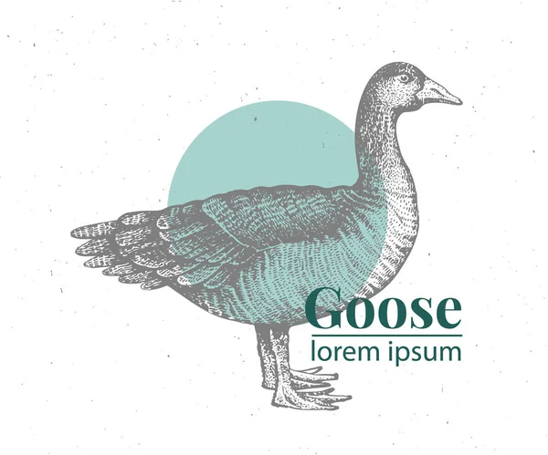Vector hand drawn goose illustration. Retro engraving style. Sketch farm animal drawing. Duck logo template. — Stock Vector