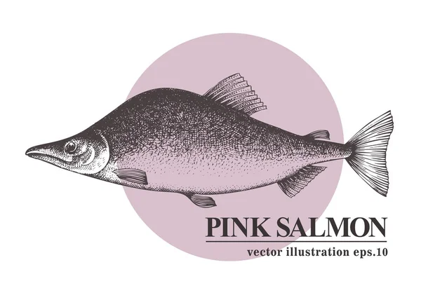 Handen ritade skiss skaldjur vektorillustration vintage rosa lax fisk. Kan användas för menyn eller förpackningsdesign. Graverade stil. Vintage illustration. — Stock vektor