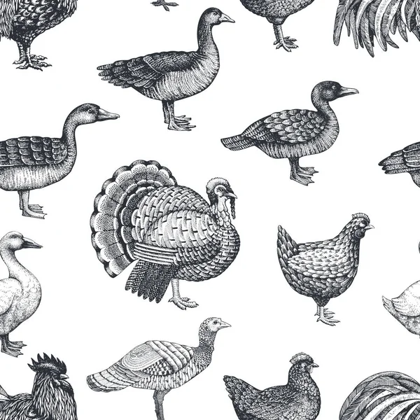 Wektor zagroda zwierzęta tła. Vintage ilustracji. Ręcznie rysowane hodowli ptaków. Jednolity wzór drobiu. — Wektor stockowy