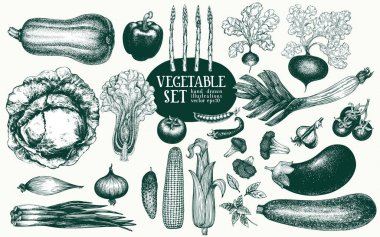 Sebze çizilmiş vektör çizim set el. Retro oyulmuş tarzı illüstrasyonlar. Menü, etiket, ambalaj, tarım Pazar ürünleri kullanmak olabilir.