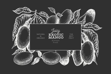 Mango tasarım şablonu. Çizilmiş vektör tropik meyve illustrati el