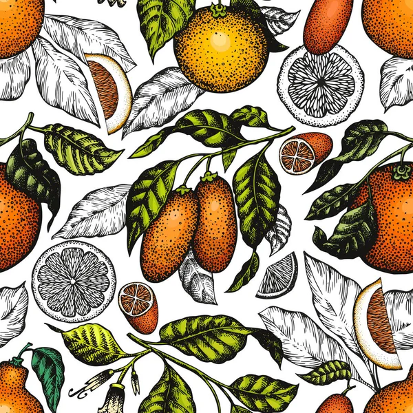Citrus meyvesi pürüzsüz desen. El çizimi vektör renk meyvesi — Stok Vektör