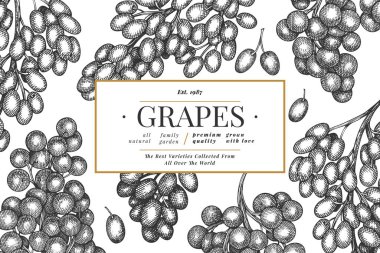 Üzüm tasarımı şablonu. El çizimi üzümlü üzüm çizimi oranı