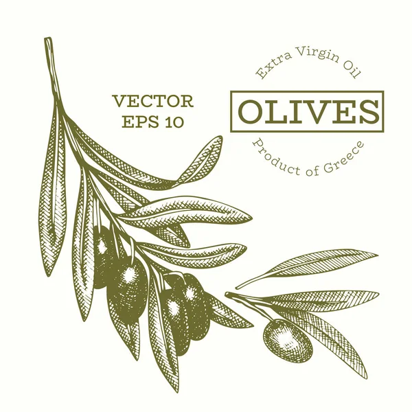 Ilustração de ramo de oliveira. ilustração de comida vetor desenhado à mão . — Vetor de Stock