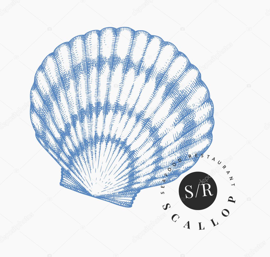 Scallop illustration. Hand drawn vector seafood illustration. En