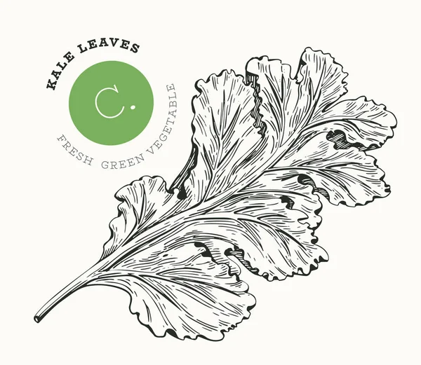 Insalata di cavolo kale disegnata a mano. Vettore biologico di alimenti freschi il — Vettoriale Stock