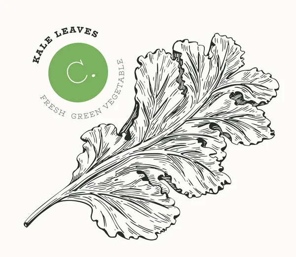 Gaya sketsa tangan kale salad. Organik vektor makanan segar il - Stok Vektor