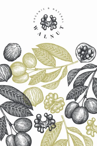 Kézzel Rajzolt Vázlat Dió Design Sablon Organikus Élelmiszer Vektor Illusztráció — Stock Vector