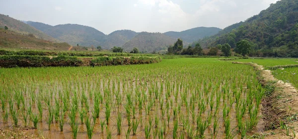 Rijstvelden in myanmar — Stockfoto