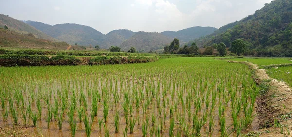 Rizières à myanmar — Photo