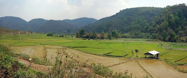 Rizières à myanmar — Photo