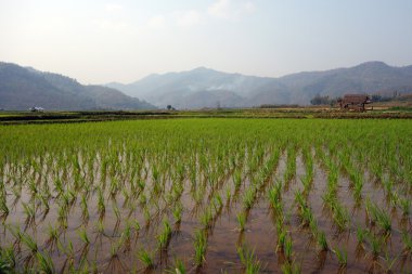 Myanmar 'daki pirinç tarlaları