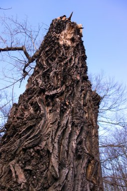 bir eski bir ağaç gövdesinden görüntülemek
