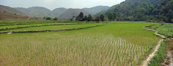 Rizsföldek Mianmarban — Stock Fotó