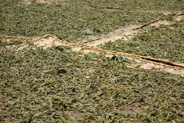 Drying tea leaves — Stock Photo, Image
