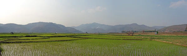 Rizières à myanmar — Photo