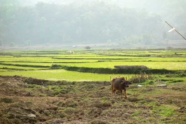 Waterbuffels in een rijst-veld — Stockfoto