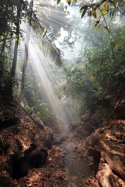 Rayos de sol que brillan a través de la nebulosa selva Fotos de stock