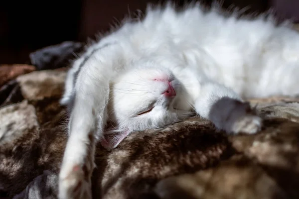 Χαριτωμένο Αστείο Λευκό Γάτα Κοιμάται Ένα Γούνινο Κάλυμμα Κομψό Εσωτερικό — Φωτογραφία Αρχείου