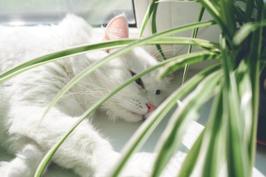 Güneşli bir günde klorofil çiçeğinin yanındaki pencere pervazında yatan sevimli tüylü kedi. Evcil hayvan bakım kavramı