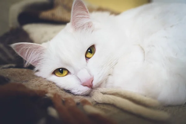 Adorable White Cat Yellow Eyes Lies Sofa Looks Camera Brown — Stock Photo, Image