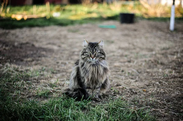 Gray Tabbed Beautiful Feline Cat Domestic Animal Pet Nature Bokeh — Stock Photo, Image