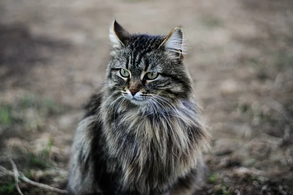 灰色のタブの美しい猫の猫 家畜だ 自然の中でペット — ストック写真
