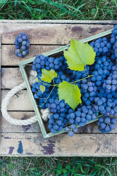 Vassoio pieno di grappoli d'uva blu maturi — Foto Stock