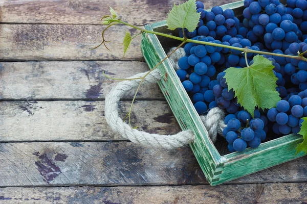 Vassoio pieno di grappoli d'uva blu maturi — Foto Stock