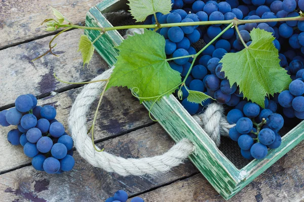 Vassoio pieno di grappoli d'uva blu maturi — Foto Stock