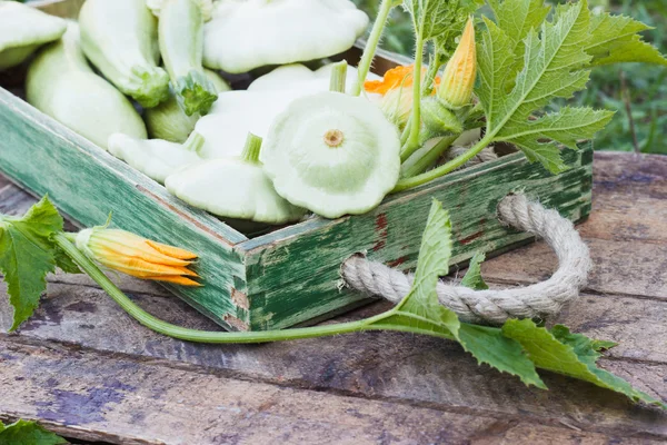 Volledig houten kist van courgettes en pompoenen — Stockfoto