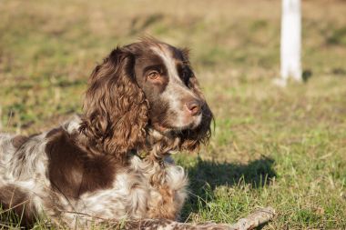 Rus İspanyol bırakır yeşil çimenlerin üzerinde kahverengi benekli