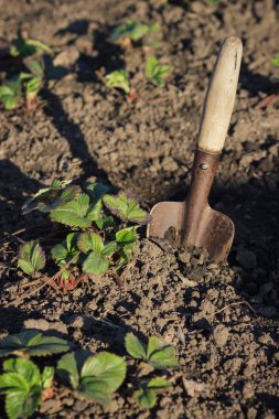 Bushes of strawberries on the garden with spade clipart