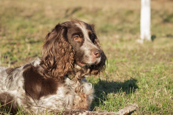 Rus İspanyol bırakır yeşil çimenlerin üzerinde kahverengi benekli