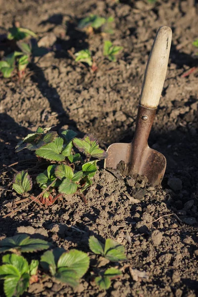 Arbustos de fresas en el jardín con pala — Foto de Stock