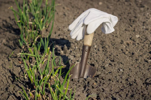 Concepto de plantación: Espada en la mano, trasplante de cebolla — Foto de Stock