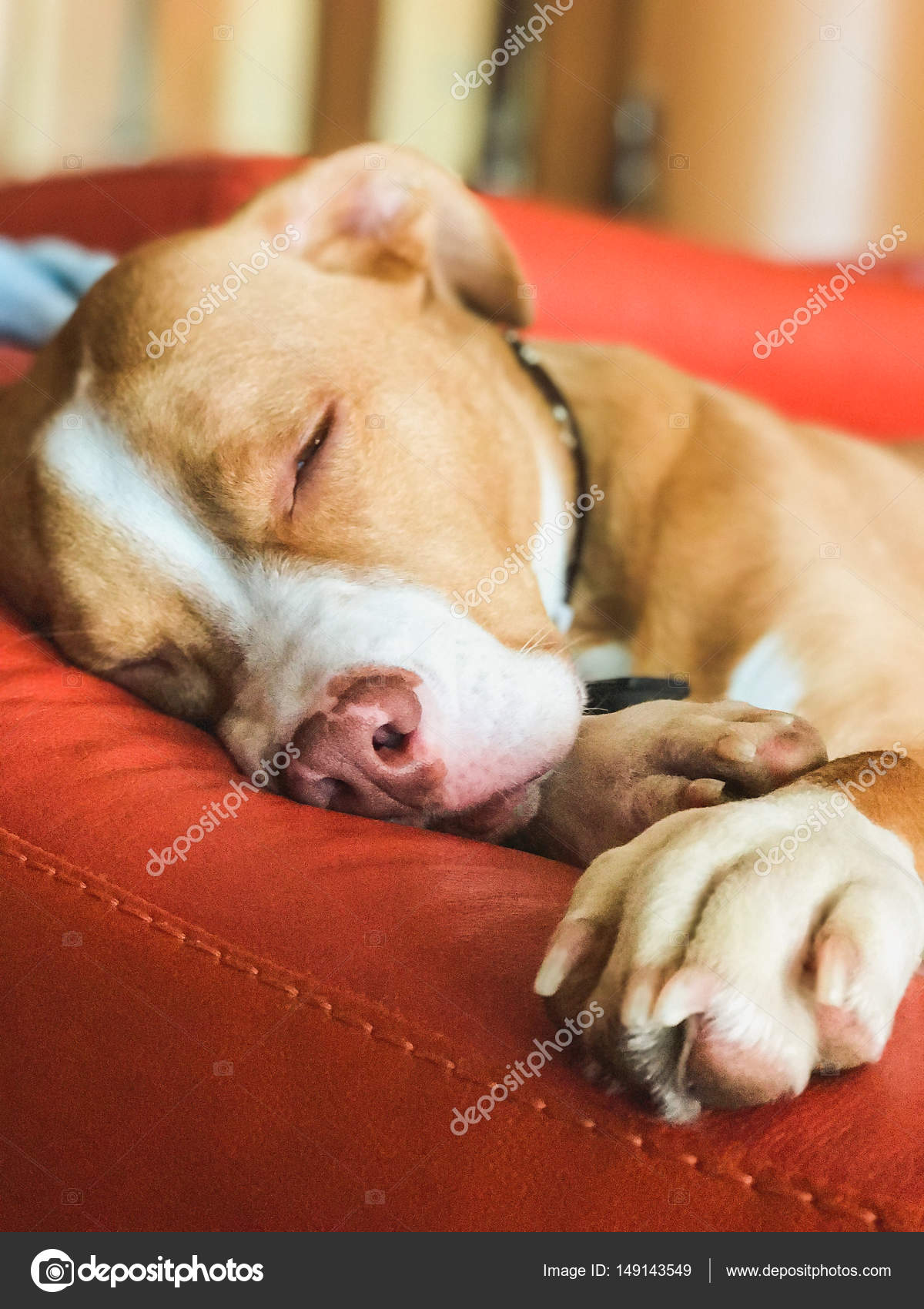 Sleeping american pit bull terrier, beige color — Stock Photo ©  lisssbetha@gmail.com #149143549