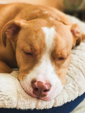 Amerikalı çukur boğa korkunç, bej renk uyku