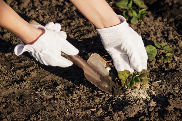 Pojęcie sadzenie: Łopaty w dłoń, Przesadzanie truskawki — Zdjęcie stockowe