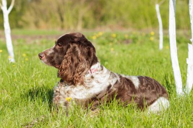 Rus İspanyol bırakır yeşil çimenlerin üzerinde kahverengi benekli