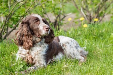 Rus İspanyol bırakır yeşil çimenlerin üzerinde kahverengi benekli