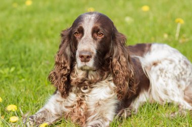 Rus İspanyol bırakır yeşil çimenlerin üzerinde kahverengi benekli