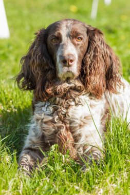 Rus İspanyol bırakır yeşil çimenlerin üzerinde kahverengi benekli