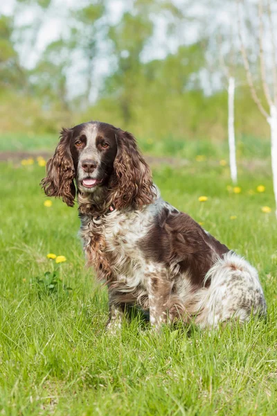 Brown spotted rosyjski spaniel ustanawia na zielonej trawie — Zdjęcie stockowe