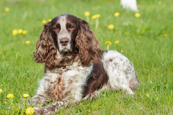 Brown spotted rosyjski spaniel ustanawia na zielonej trawie — Zdjęcie stockowe