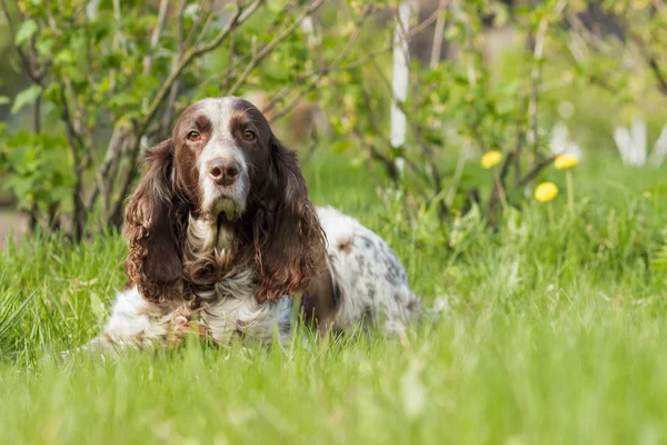 Brown spotted russo spaniel posa sull'erba verde — Foto Stock