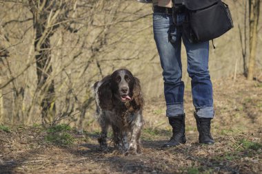 Kadın ve ormandaki kahverengi cocker spaniel