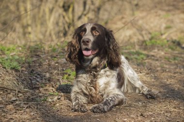 Rus İspanyol bırakır yeşil çimenlerin üzerinde kahverengi benekli